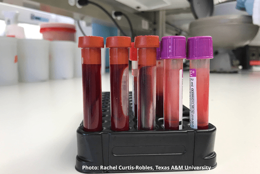 Chagas Research Bloodtubes