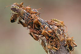 Leaf-footed bugs on Branch
