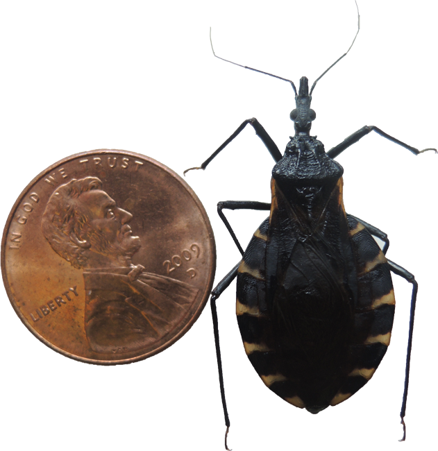 Size comparison between a kissing bug and a U.S. penny.