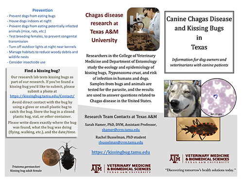 Chagas Disease in dogs pamphlet pdf thumbnail